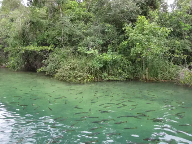 A água transparente do Rio Formoso, em Bonito, com peixes à vista
