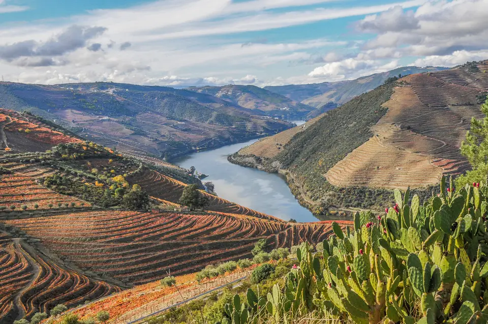 Vinhedos em socalcos às margens do Rio Douro, em Portugal