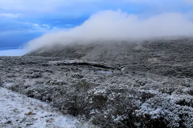 Vegetação coberta de neve no Parque Nacional de São Joaquim