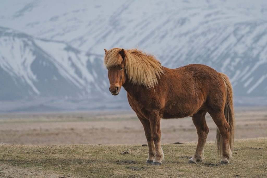 A carne de cavalo é bastante apreciada na Islândia