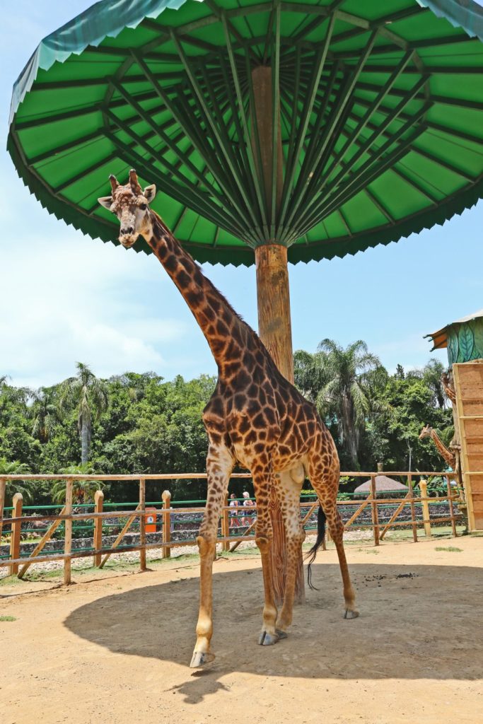 O zoológico do Parque Beto Carrero World tem registro de nascimento de diferentes espécies em extinção
