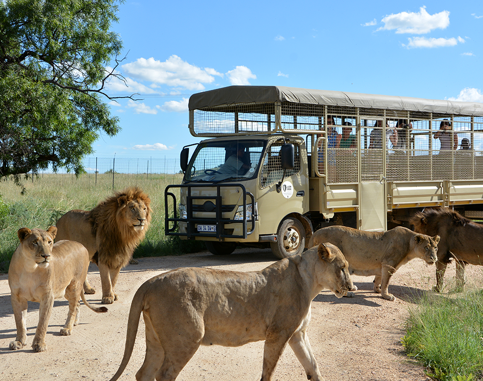 Na África do Sul, o Lion Park é uma reserva natural e está na lista dos zoológicos mais famosos do mundo 