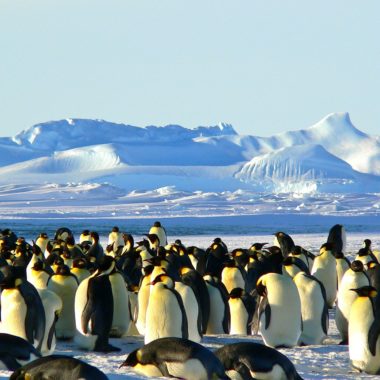Pinguins, neve e as paisagens únicas da Antártica