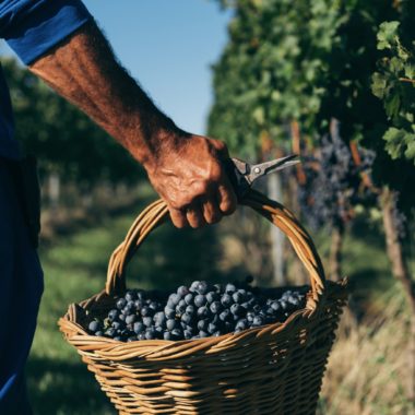 Quais as 5 fazendas de uva mais antigas do Brasil?