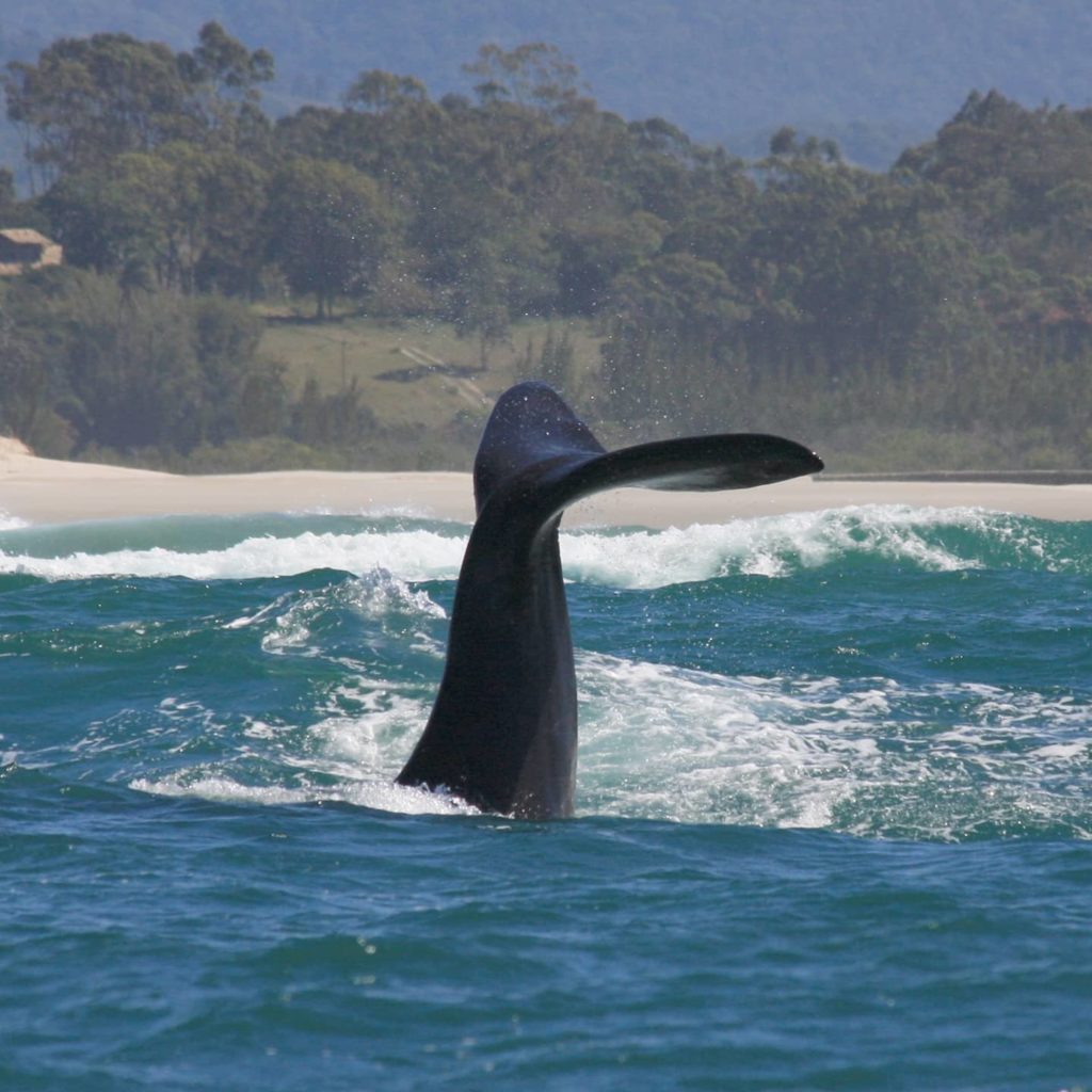 Como ver baleias em Santa Catarina?