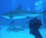 Onde mergulhar com tubarões no mundo