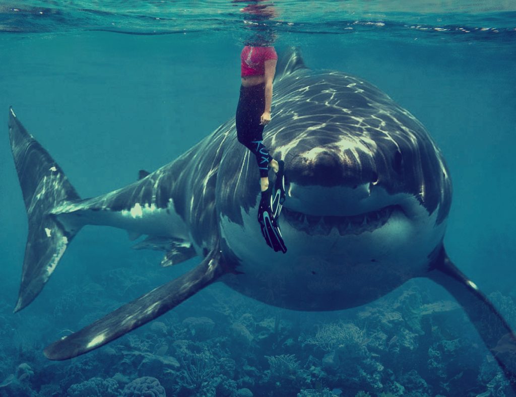 México e Havaí na lista sobre onde mergulhar com tubarões no mundo