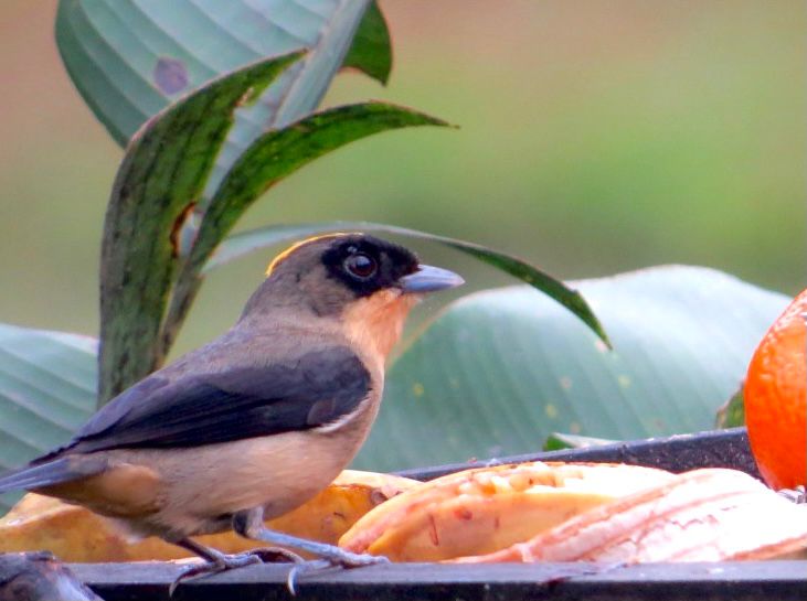 5 razões para conhecer o Roteiro de Observação de Aves da Costa Verde & Mar: conhecimento