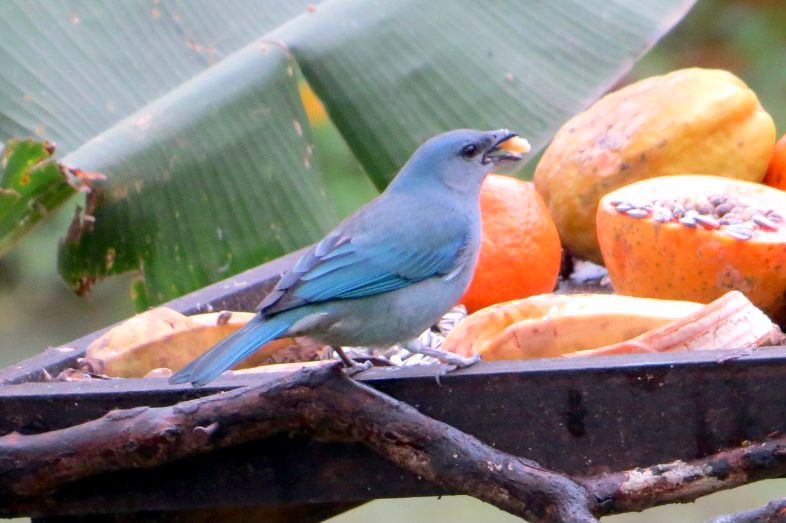 O Roteiro de Observação de Aves da Costa Verde & Mar: