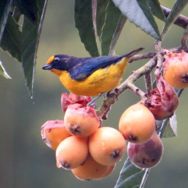 5 razões para conhecer o Roteiro de Observação de Aves da Costa Verde & Mar