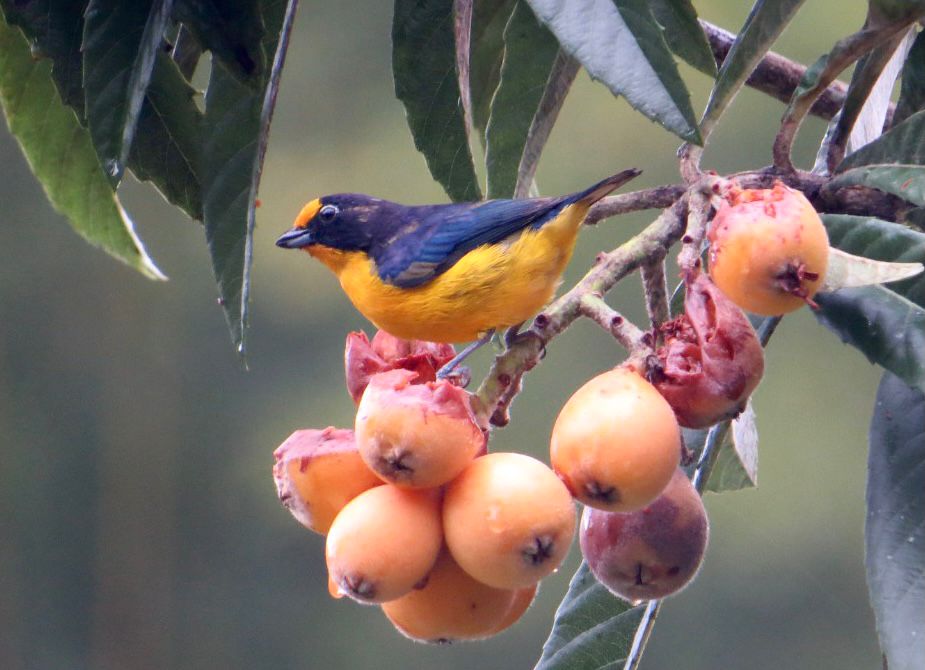 5 razões para conhecer o Roteiro de Observação de Aves da Costa Verde & Mar 