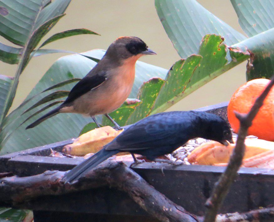 Entre as 5 razões para conhecer o Roteiro de Observação de Aves da Costa Verde & Mar está o bem-estar