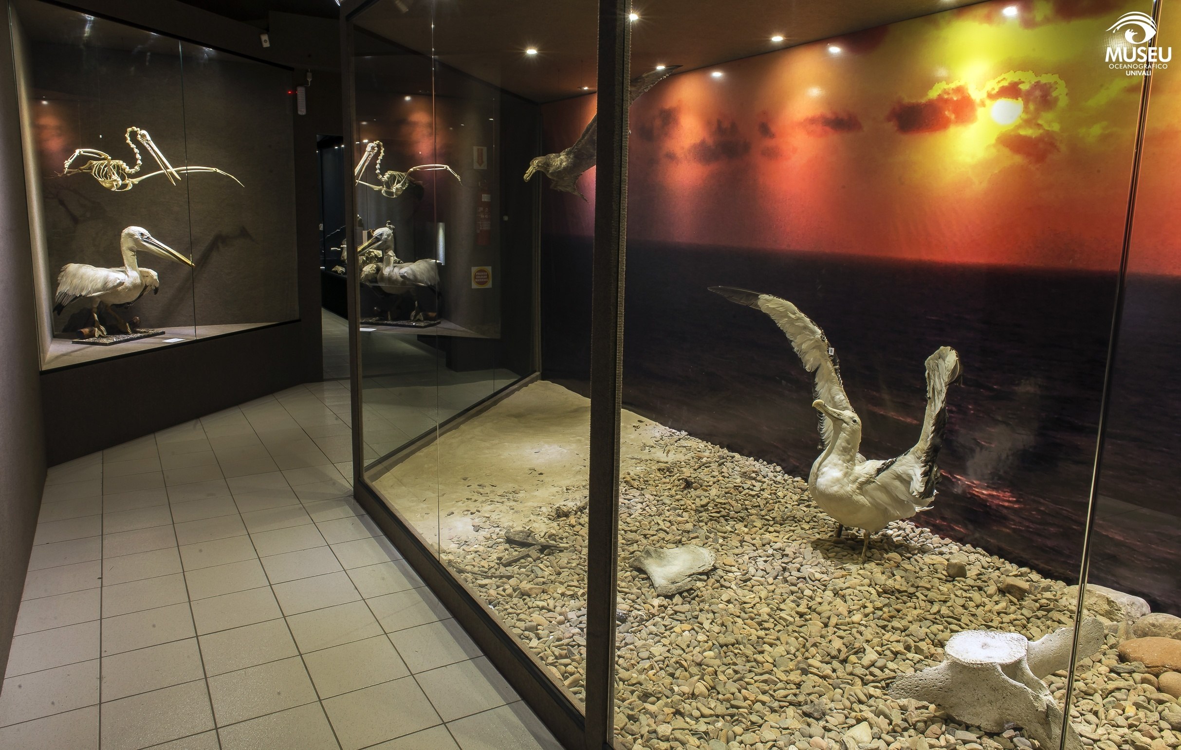 Qual a nova atração do Museu Oceanográfico: mais sobre a preguiça gigante